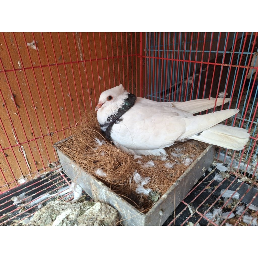 merpati sepasang putih jambul