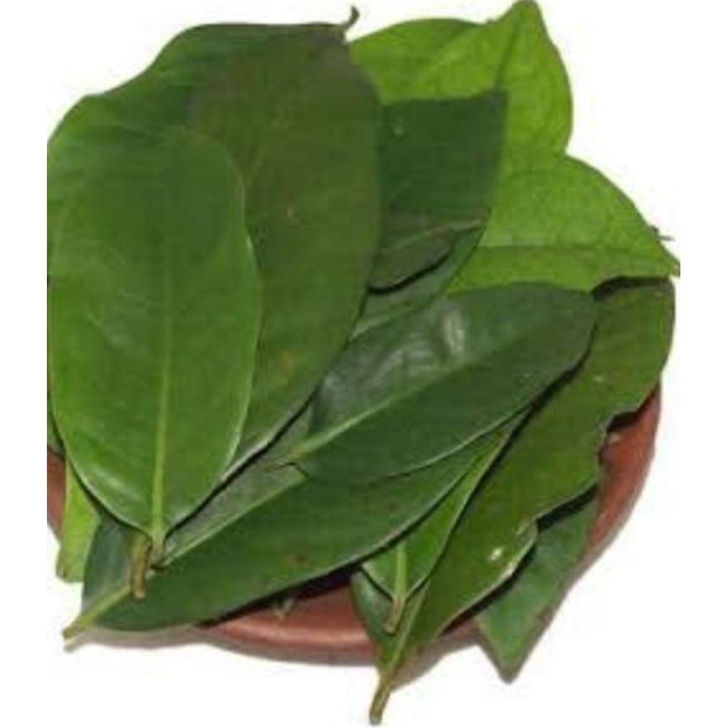 

Daun Salam Segar Organik 1 Kg