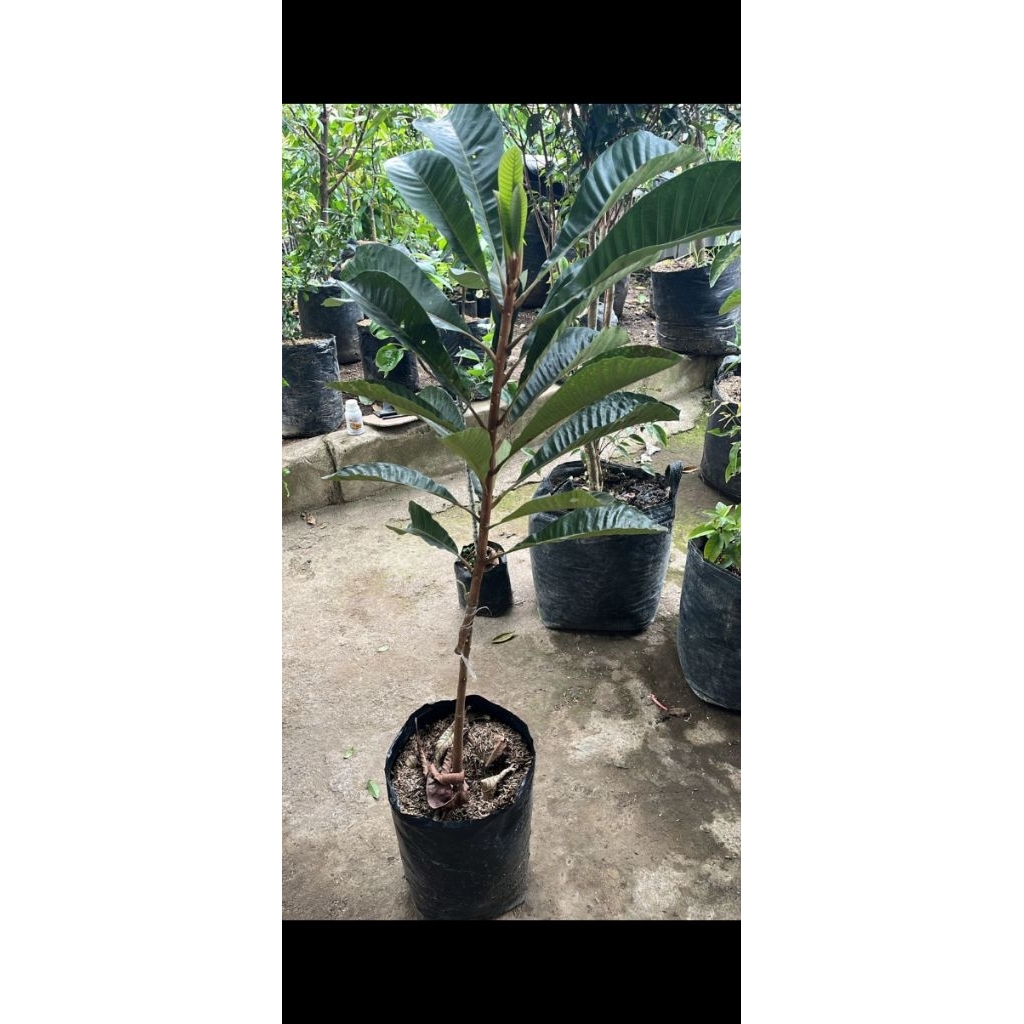 bibit mamey sapote lorito