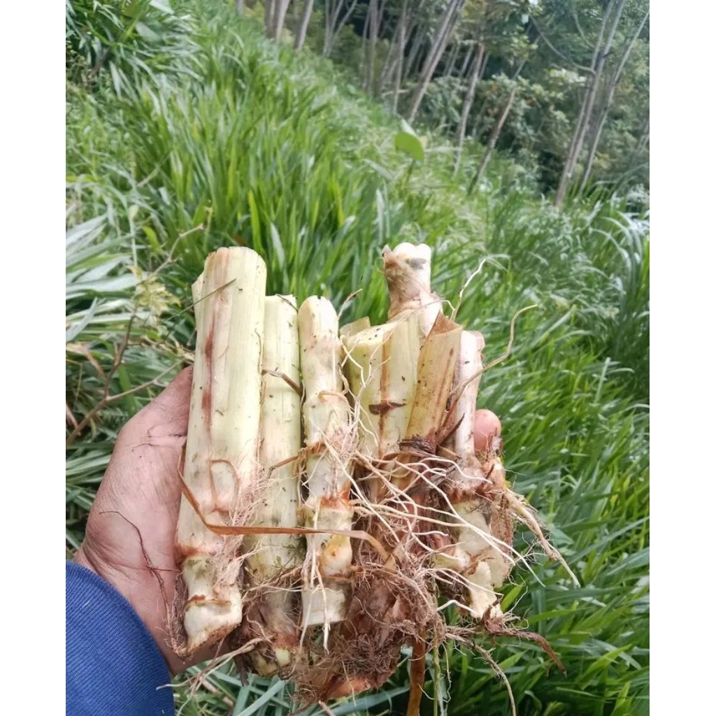 Bibit Odot Super Jumbo 1kg