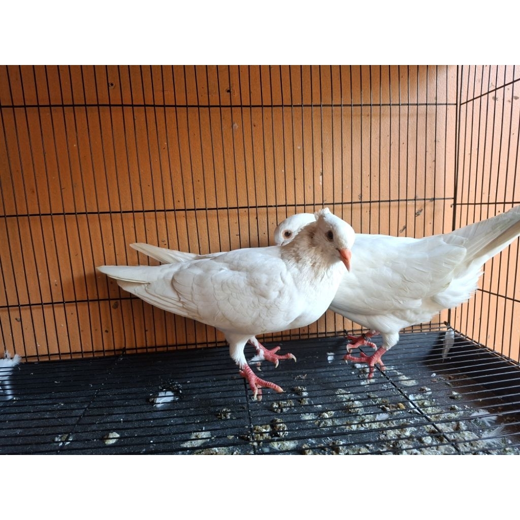 merpati putih polos sepasang