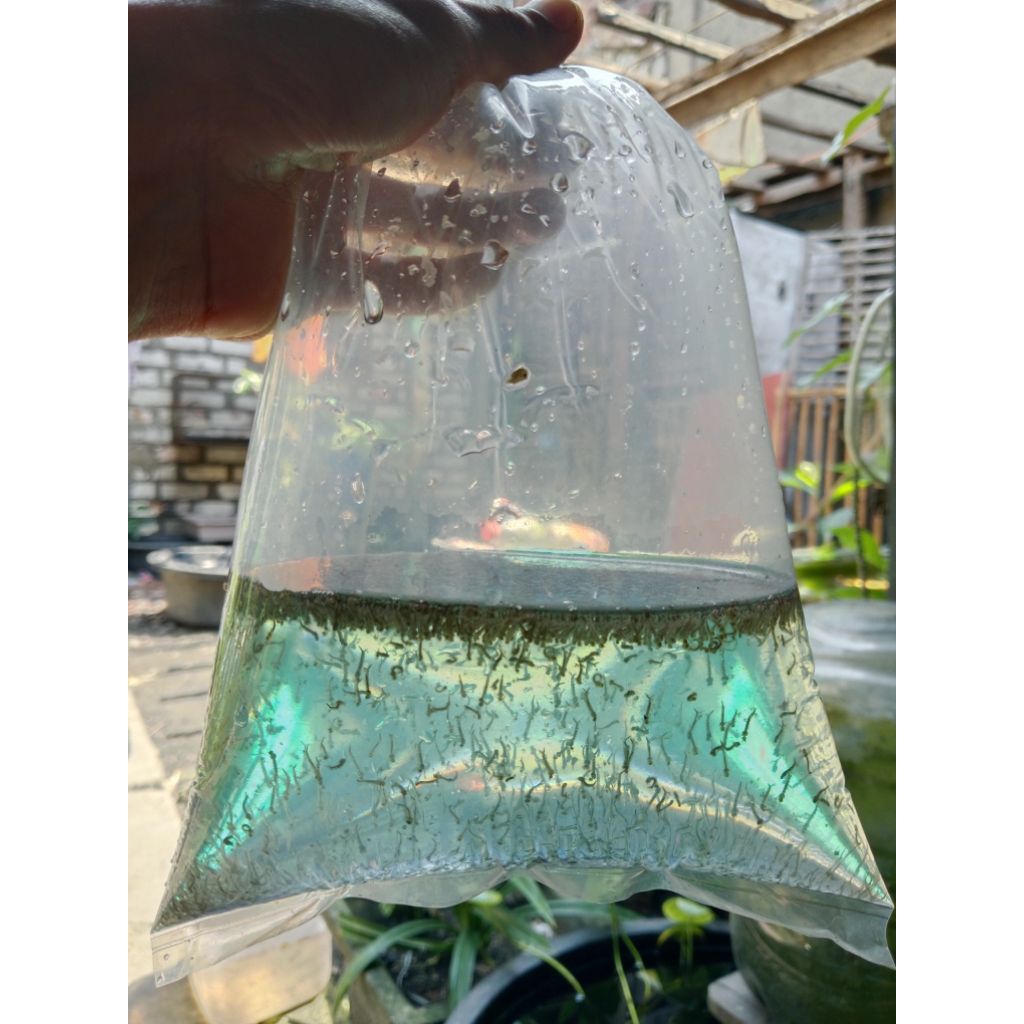 jentik nyamuk / encu + obat biru sterilisasi