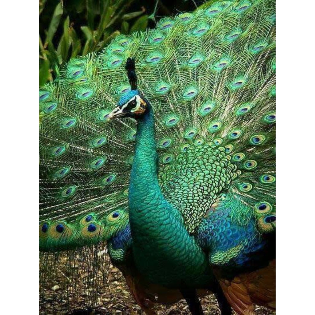 

telur fertil merak hijau siap tetas