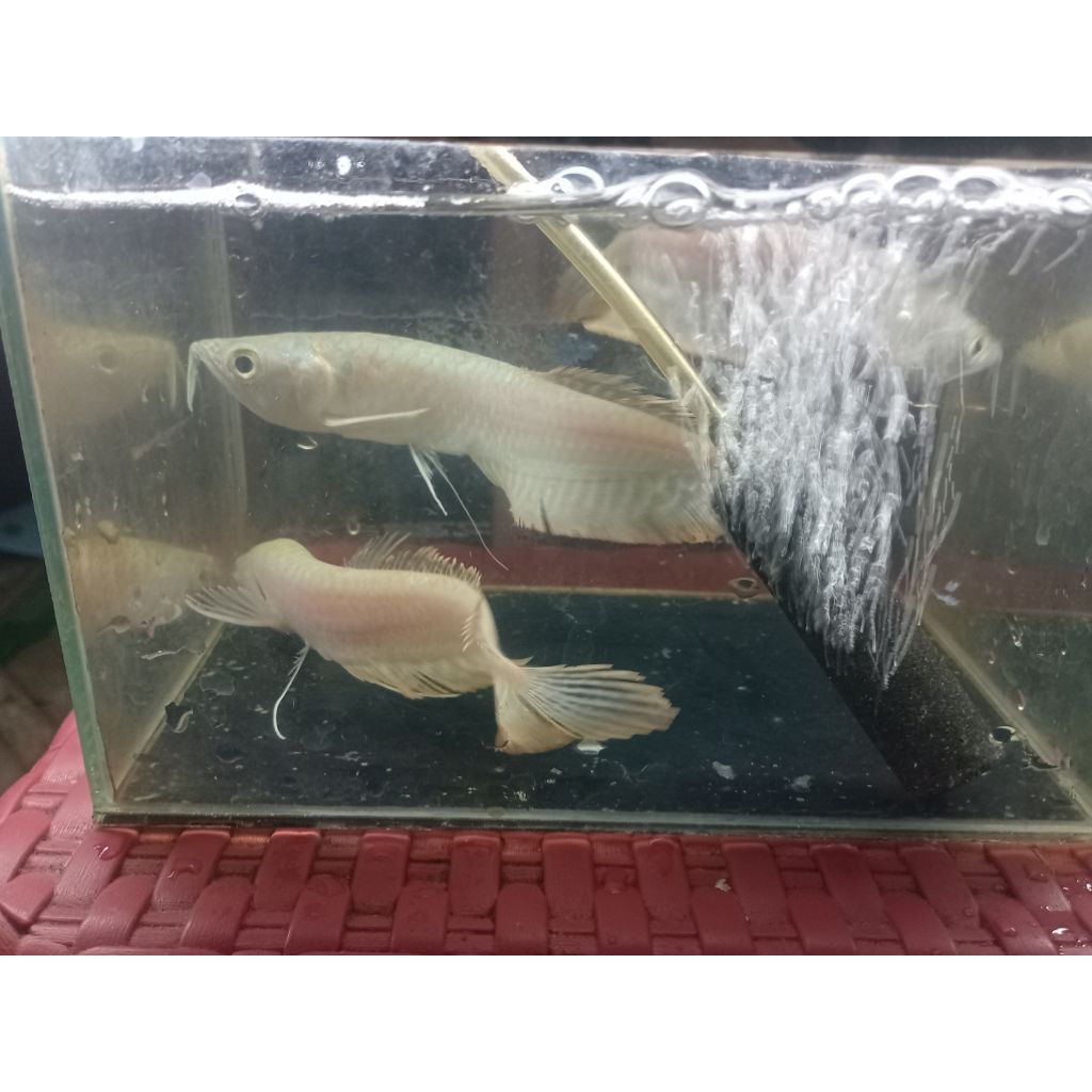 KARDUS ARWANA SILVER RED 18-20CM