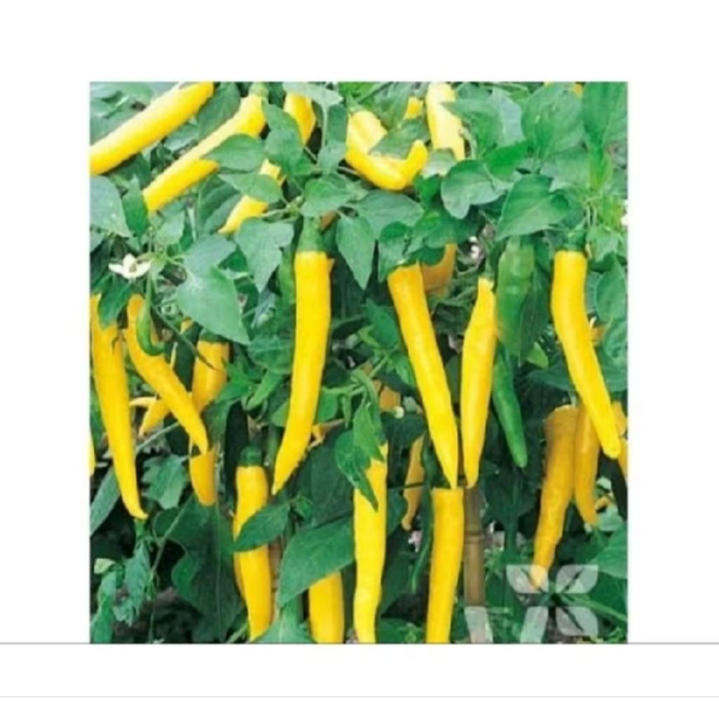 5 biji benih bibit cabai Cluster