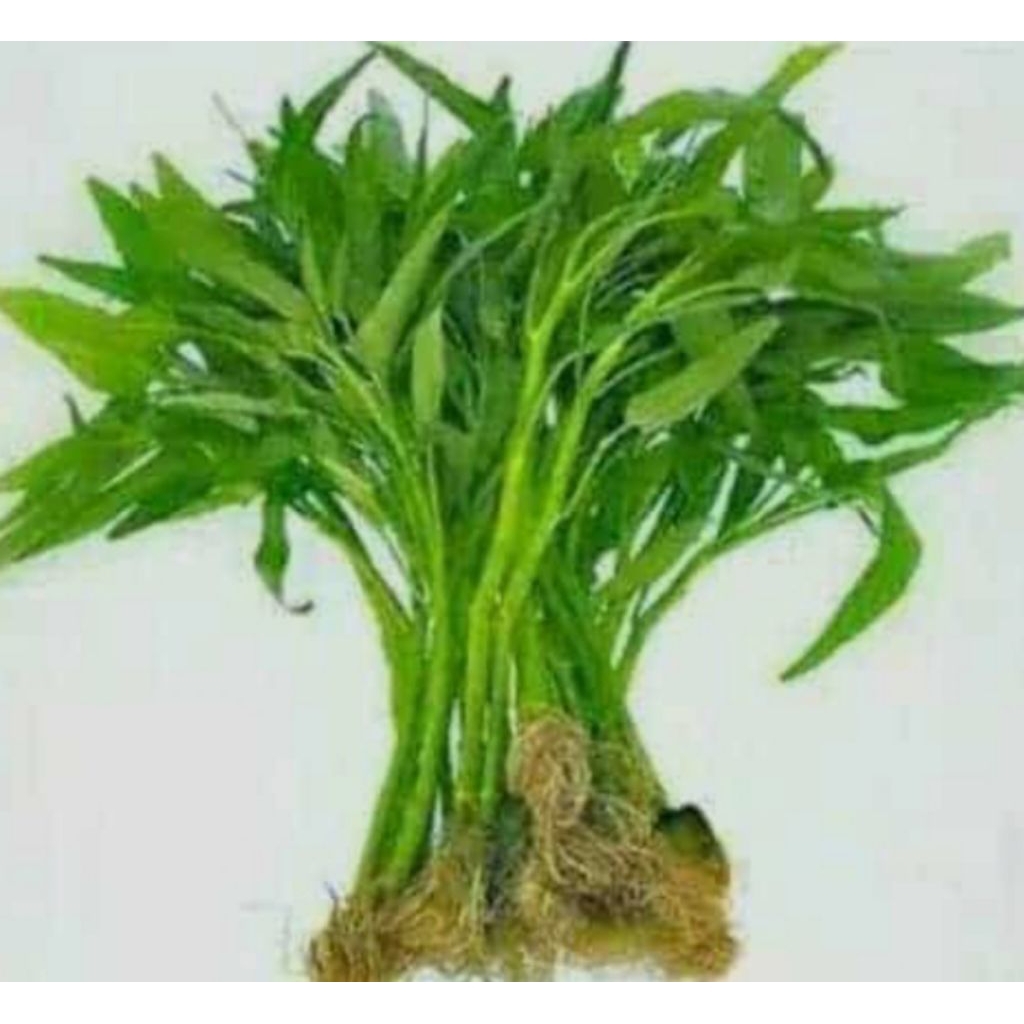

Sayur kangkung fresh 1 ikat