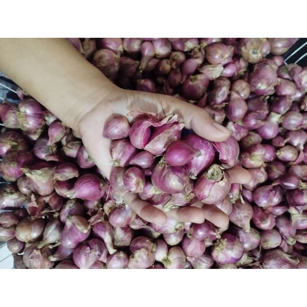 

bawang merah superan