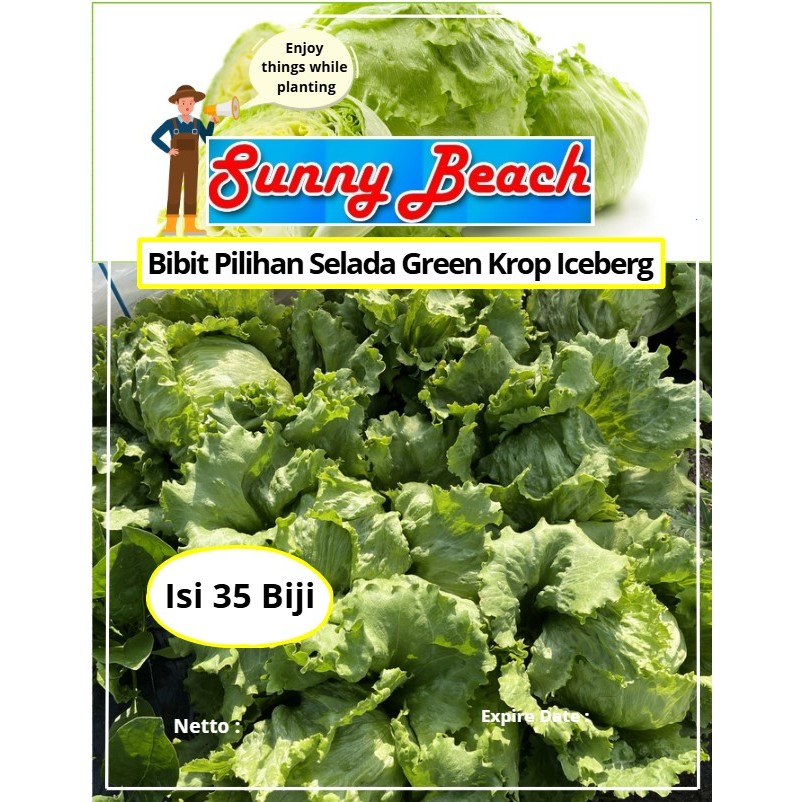 Bibit Pilihan Selada  | Biji Benih Selada | Iceberg Lettuce