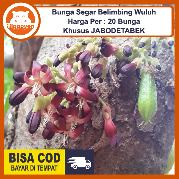 

Belimbing Wuluh Bunga Segar Per 20 Pcs Bunganya Saja Khusus JABODETABEK