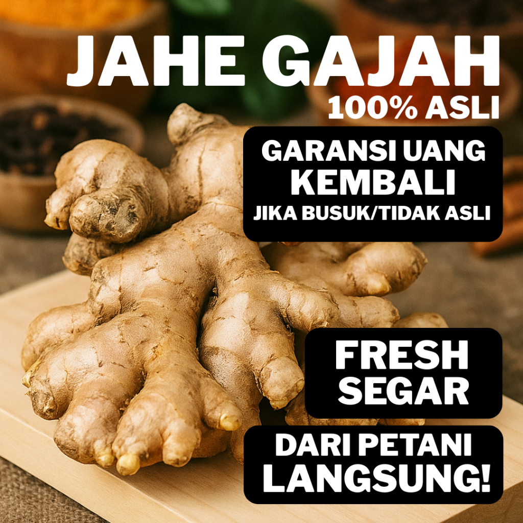 

Jahe Gajah Asli Murni 100% | Jahe Pedas Kuat Alami Jahe Gajah Petani Lokal