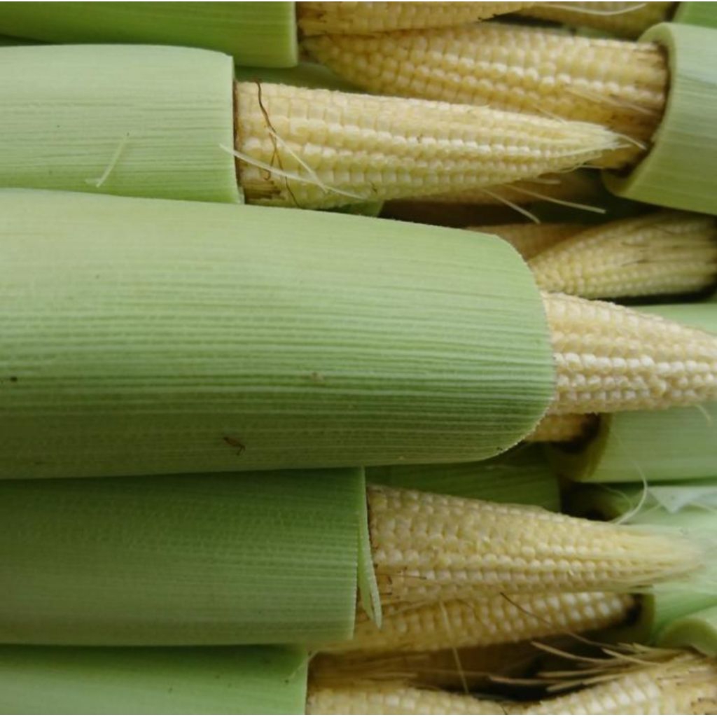 

jagung putren 200 gr