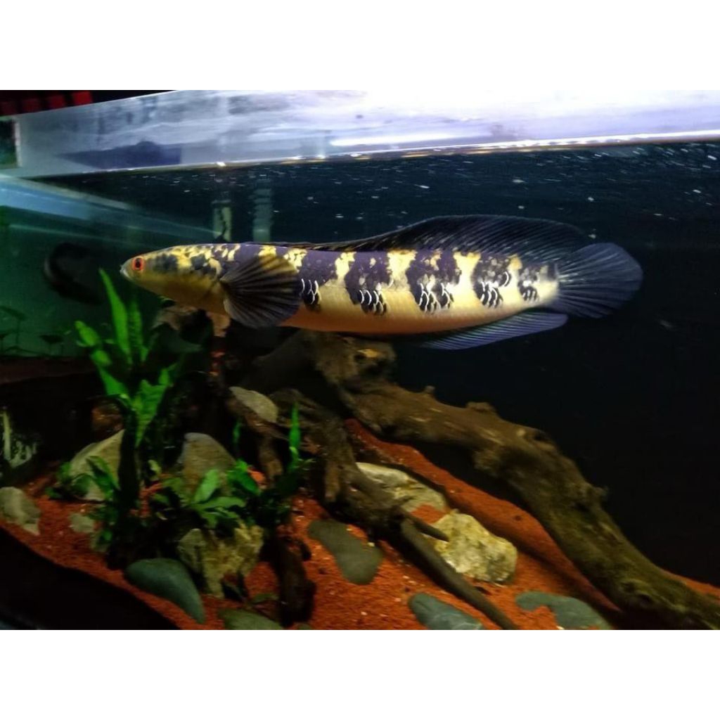 (GARANSI 100%) CHANNA MARU YS/YELLOW SENTARUM BAHAN