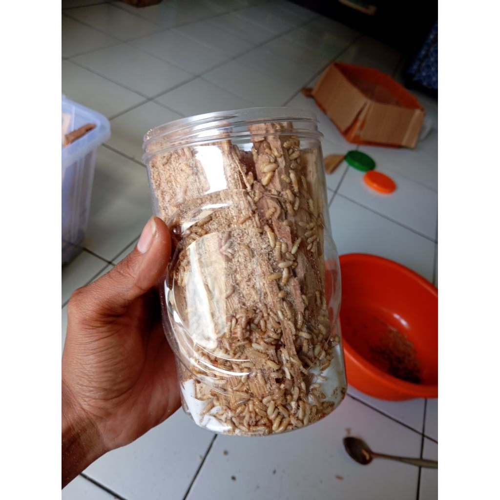 poa/warangas/rangas/rayap,umpanmancingsungai