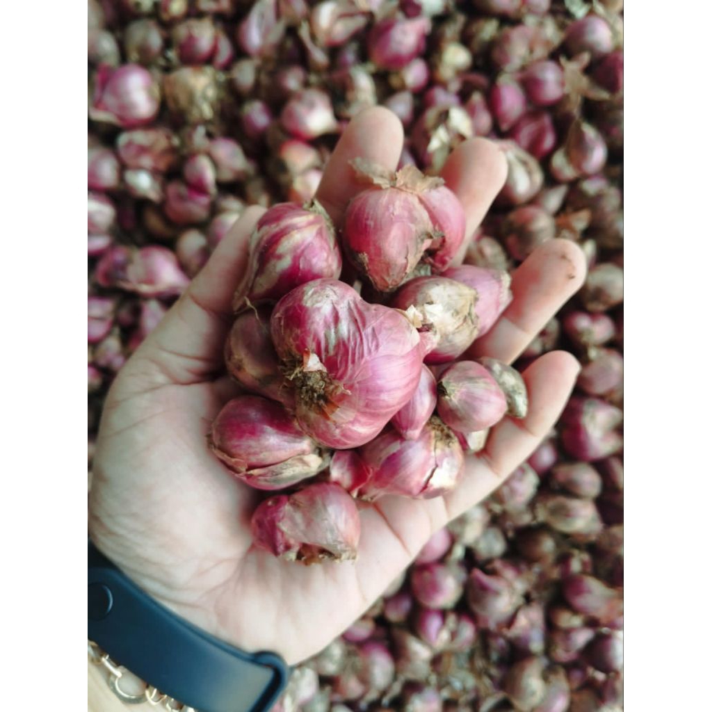 

Bawang Merah Probolinggo 1kg