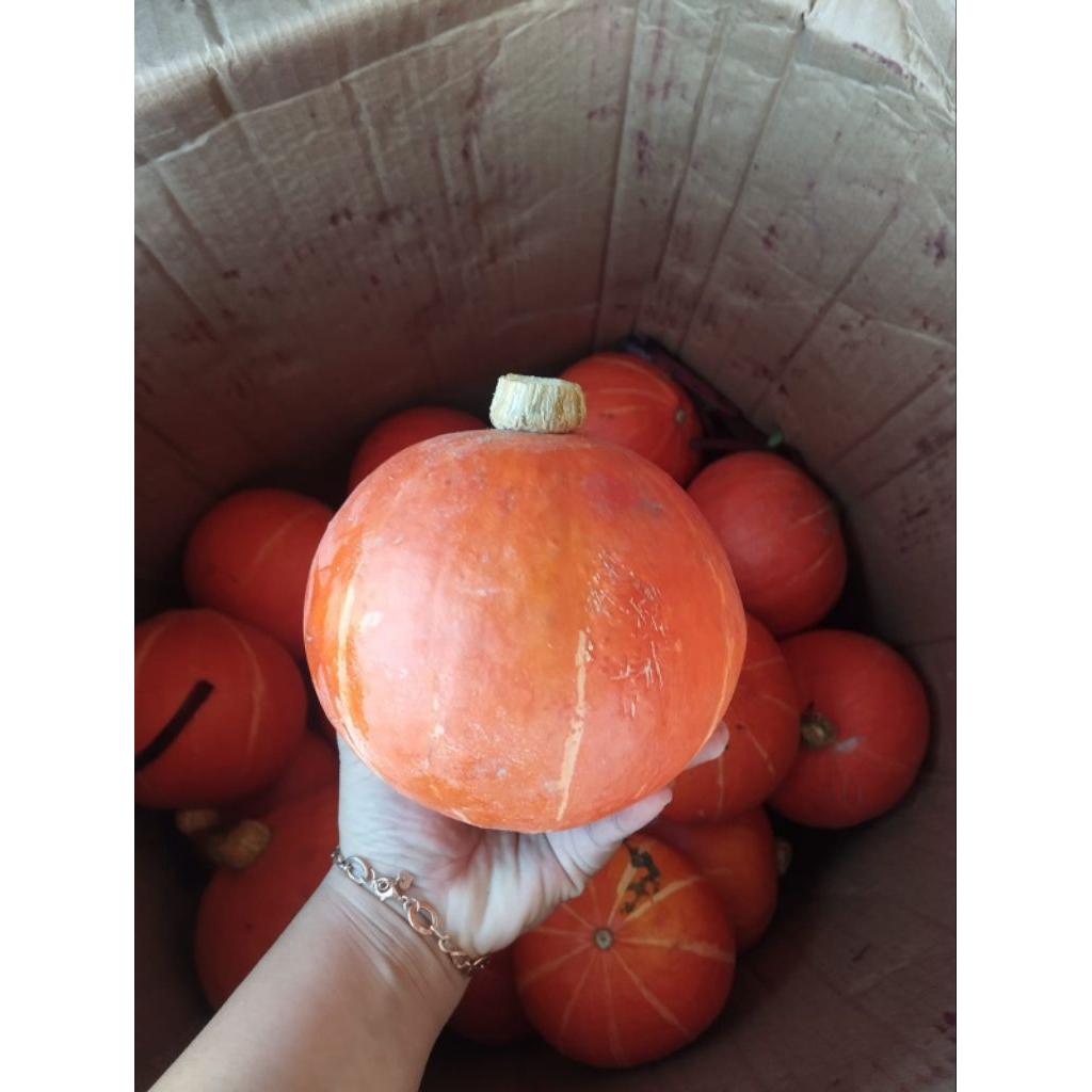 

Kabocha / Labu Perglundung