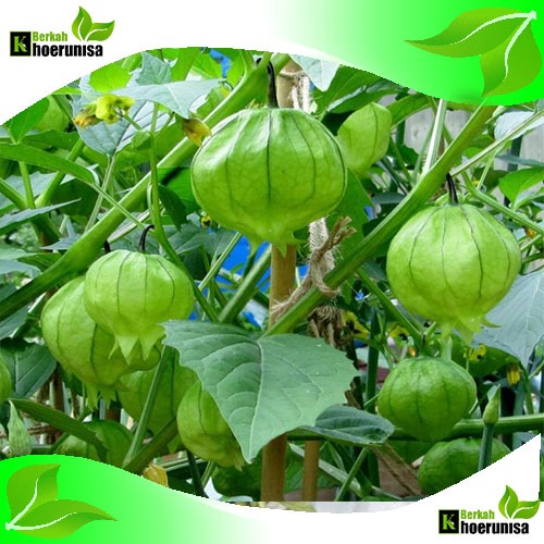 

Daun Ciplukan Cecendet Segar 100 gram herbal alami