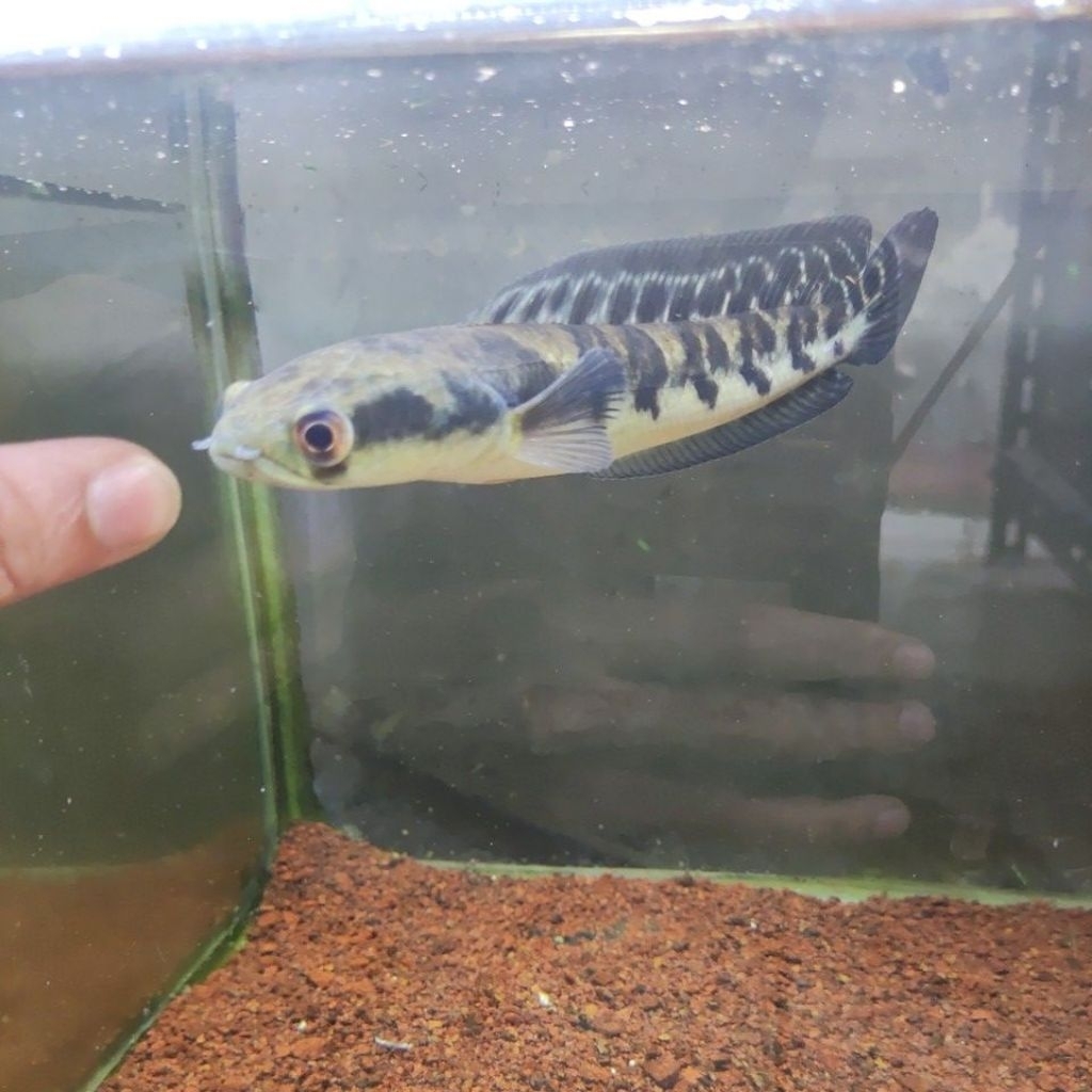 Yellow Sentarum Bar simet2, ngebatik