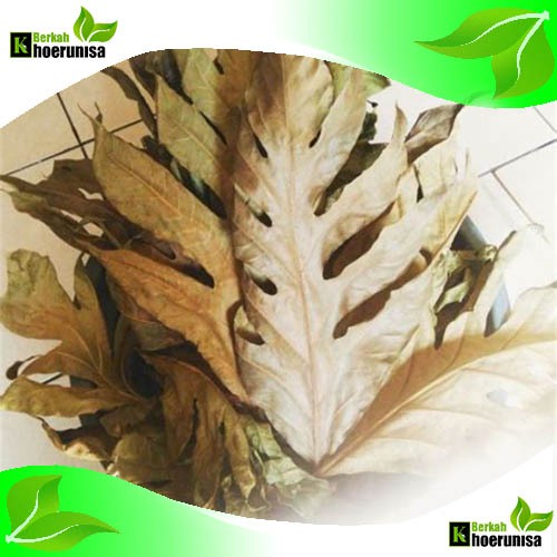 

Daun Sukun kering 500 gram herbal alami