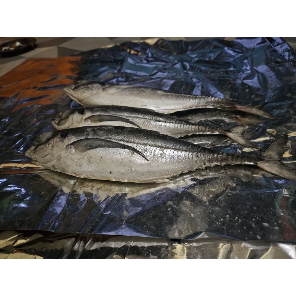 

ikan teros/kacangan 1000gram