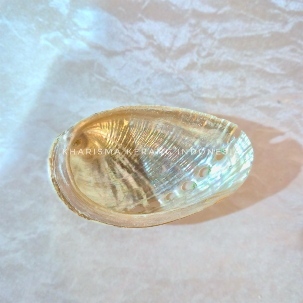 Abalone Shell Haliotis Semiplicata Cangkang Kerang Abalon by Kharisma Kerang Indonesia