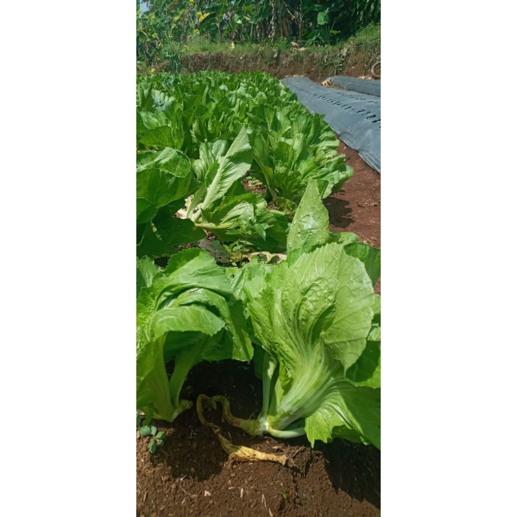 

sawi pahit kelompok tani promo panen