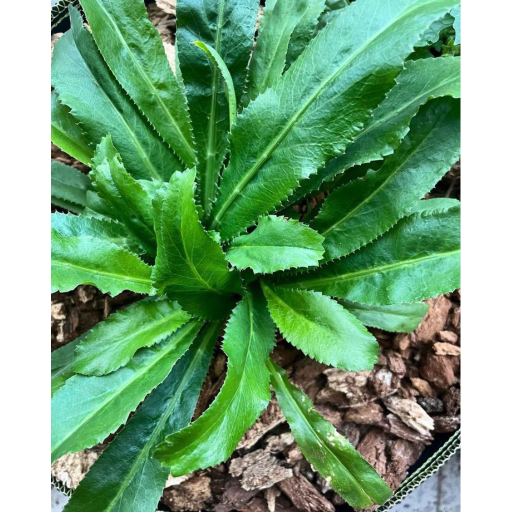 

Daun Walang Sangit Berakar Segar Fresh (1kg) Langsung Petik- Saat Order