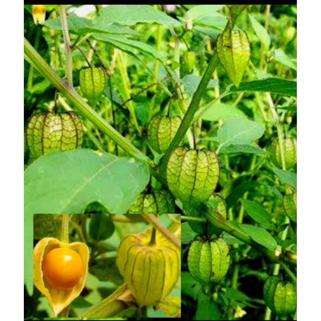 

buah ciplukan lokal cecenet