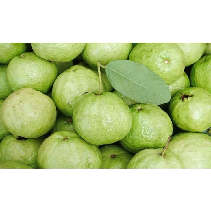 

JAMBU KRISTAL GRADE A 1KG ISI 3BUAH