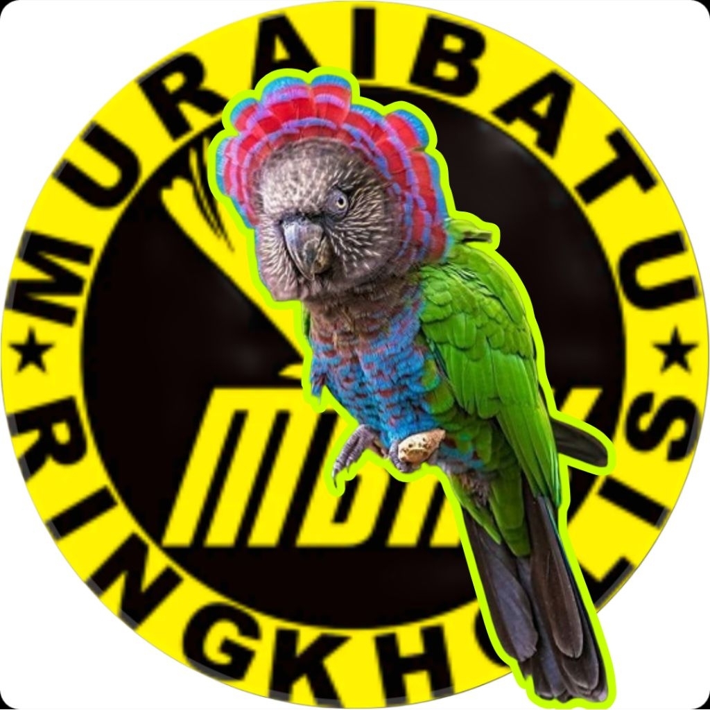 

promo 2 telur fertil burung parrot Hawk Headed jaminan menetas