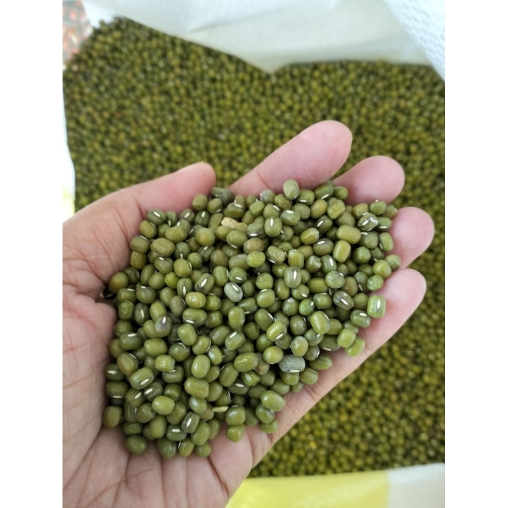 

Kacang hijau Australia