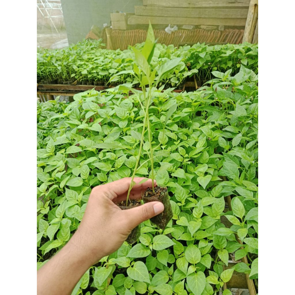 (10 POHON) BIBIT CABAI RAWIT CAPLAK - BIBIT CABE RAWIT HIJAU - BIBIT CABAI RAWIT HIJAU