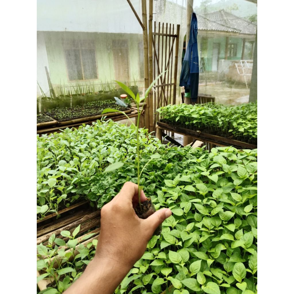 (10 POHON) BIBIT CABE RAWIT CAPLAK - BIBIT CABE RAWIT HIJAU - BIBIT CABAI RAWIT HIJAU