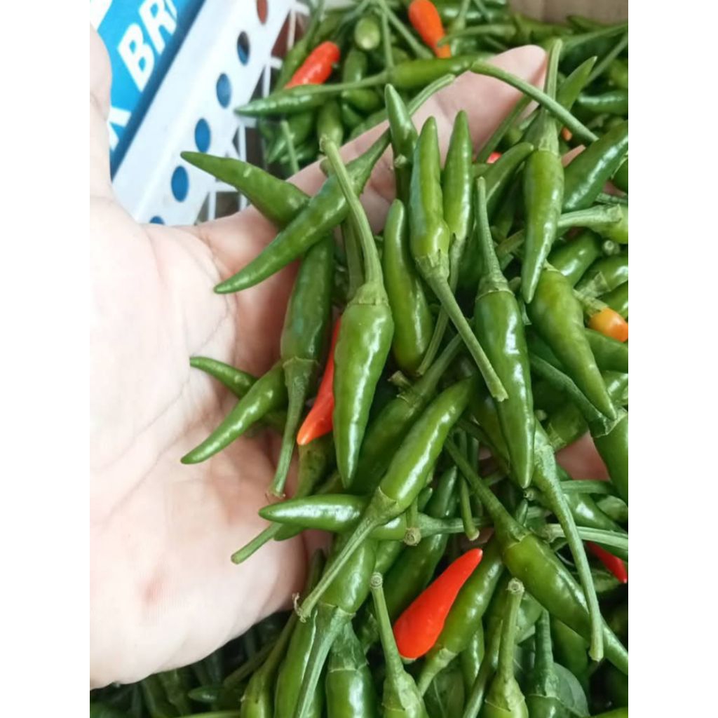 Cabai Rawit Hijau Super 1kg