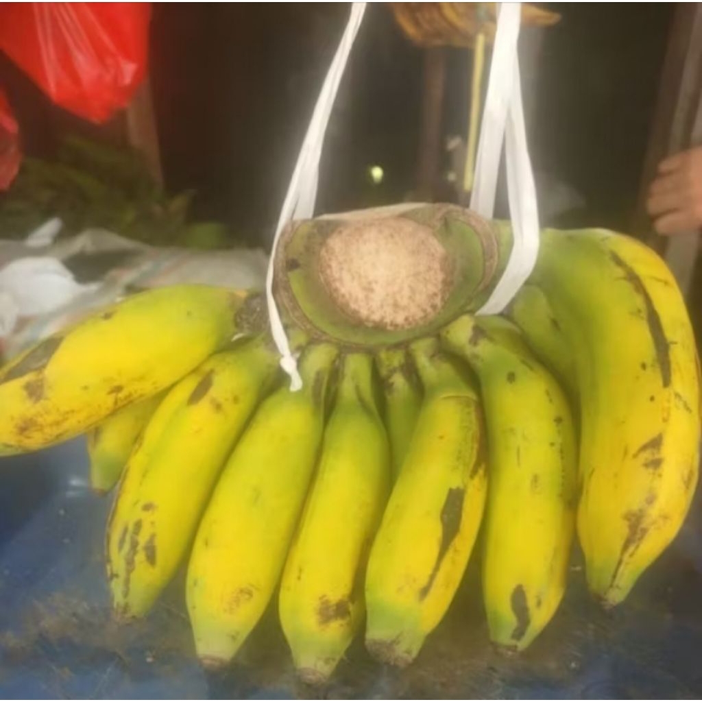 

Pisang Uli (Mangka Wulu) -+1000