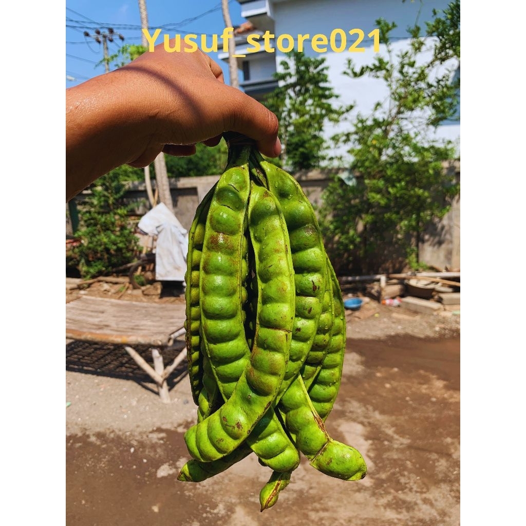 

pete tua pendek 1 ikat isi 10 lonjor