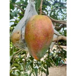 

Tanaman Mangga Coconut Pakistan