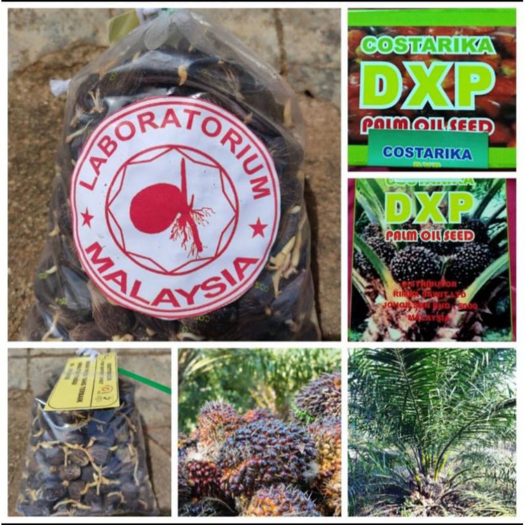 kecambah sawit unggul bersertifikat