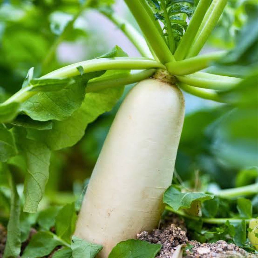 5 Benih Lobak Putih Benih Lobak Putih Unggul Berkualitas Bibit Lobak Putih Bibit Sayur-Sayuran