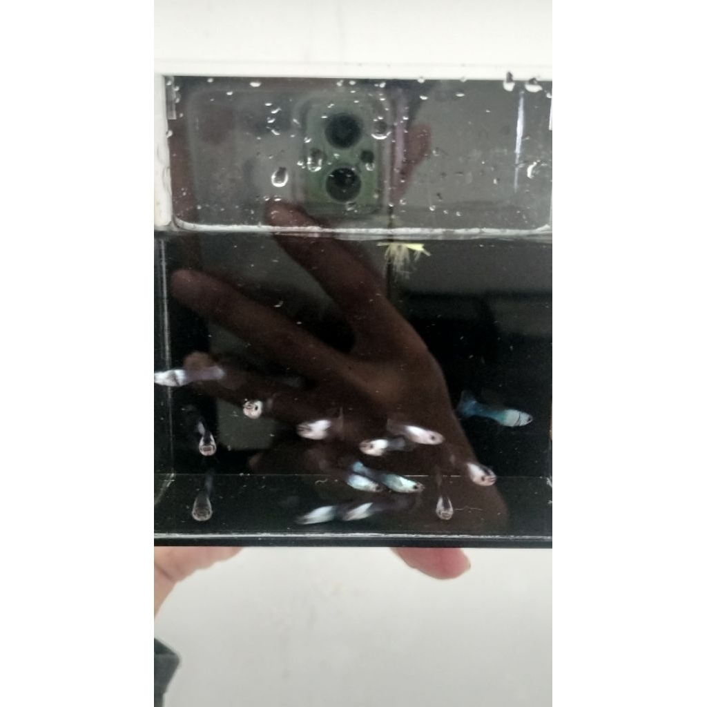 etalasa Mini Panda ikan guppy