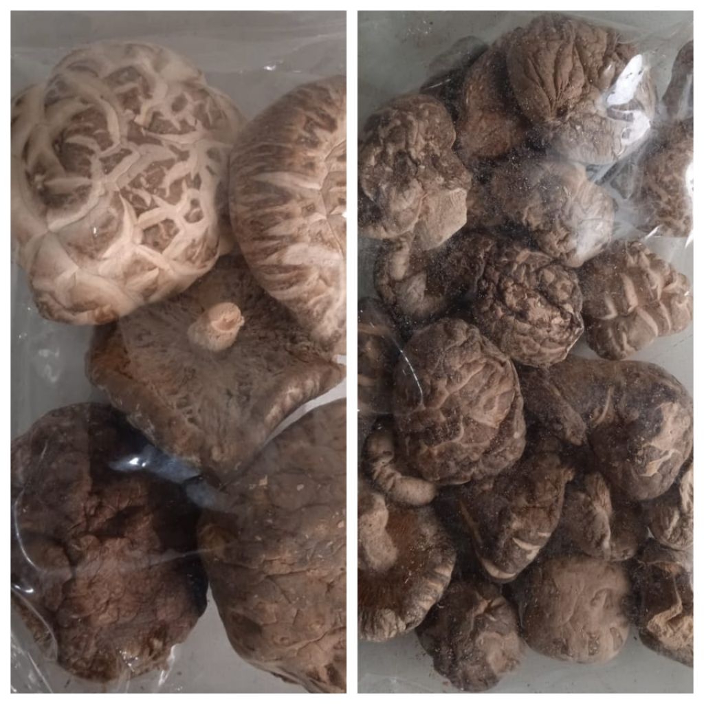 

Jamur Shiitake | Jamur Payung | Jamur Hioko 50 gr