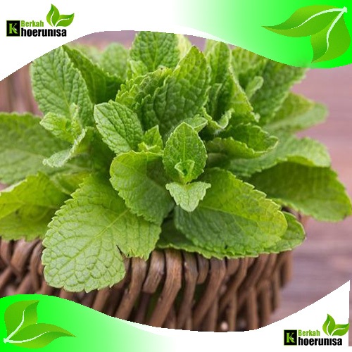 

Daun Paper Mint 100 gram herbal alami fresh