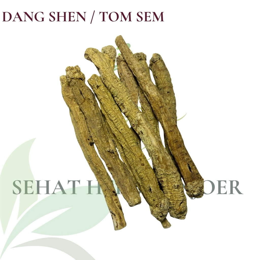 

TongSim Dang Shen Tong Sim Radix Codonopsis DangShen memperkuat Stamina 30gr - 35gr Ukuran Jumbo!