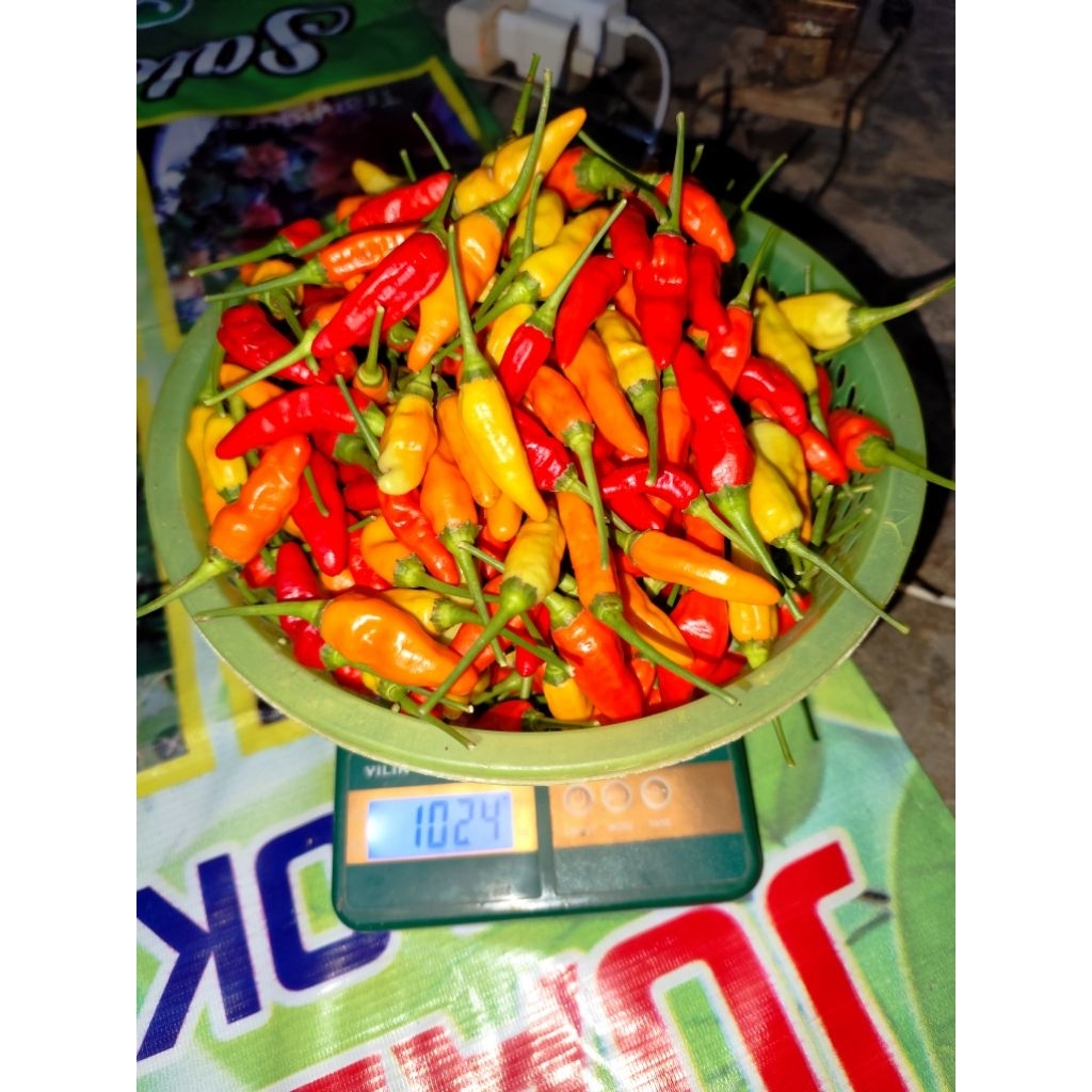 

cabai caplak / cabai rawit merah harga 1kg