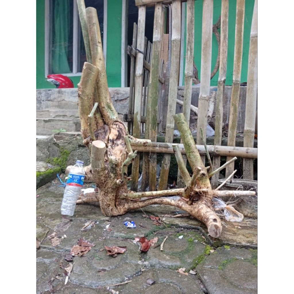 bahan bonsai serut raaf XL murah