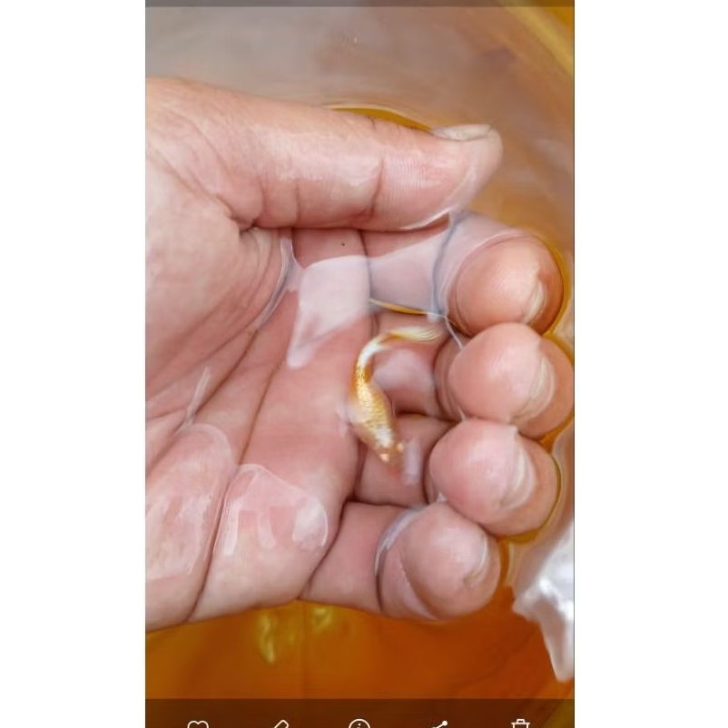 Hiasan Aquarium Ikan Guppy albino Full platinum gold ukuran Remaja Jantan dan Betina