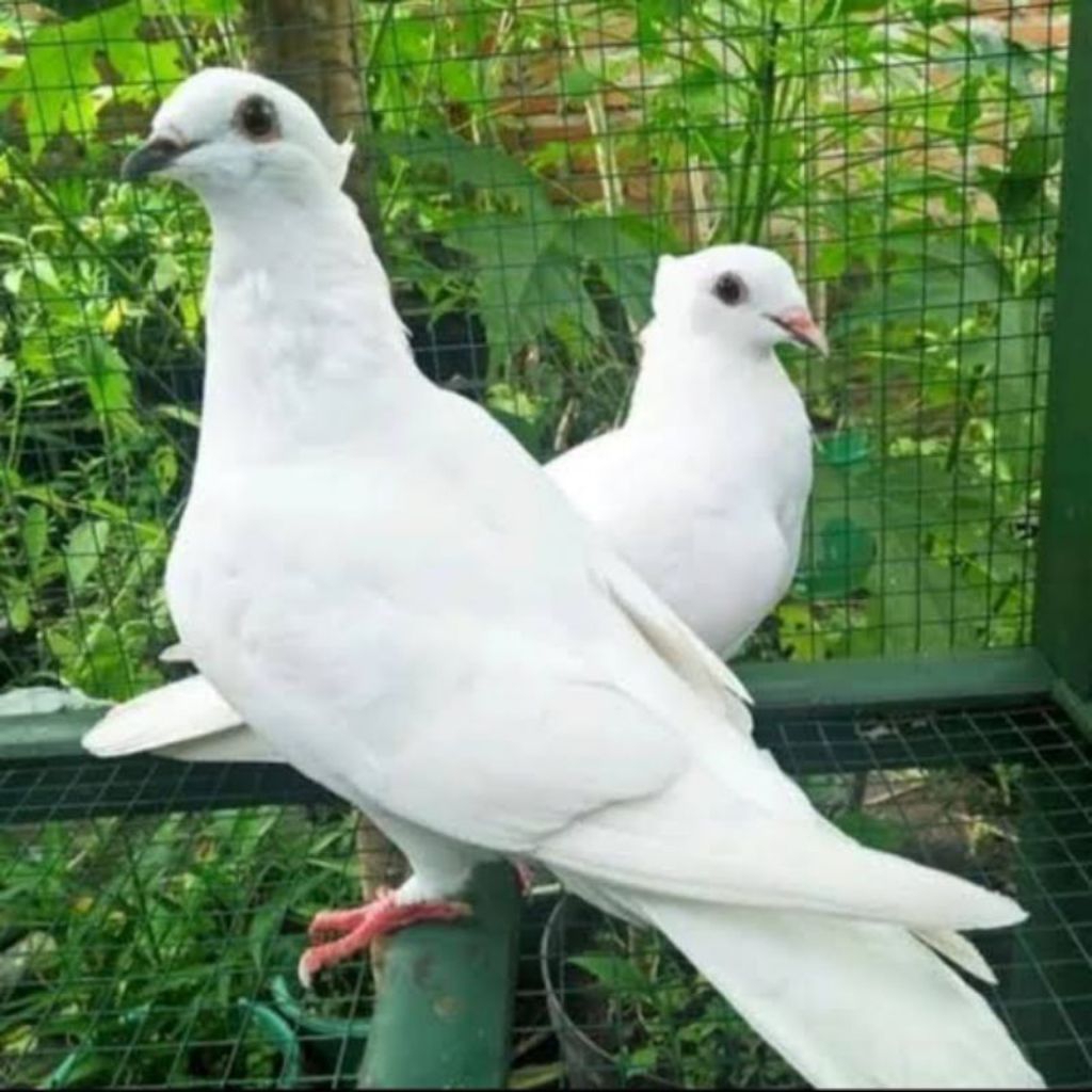 Burung Merpati Putih Sepasang Buat Lepasan Acara Pernikahan
