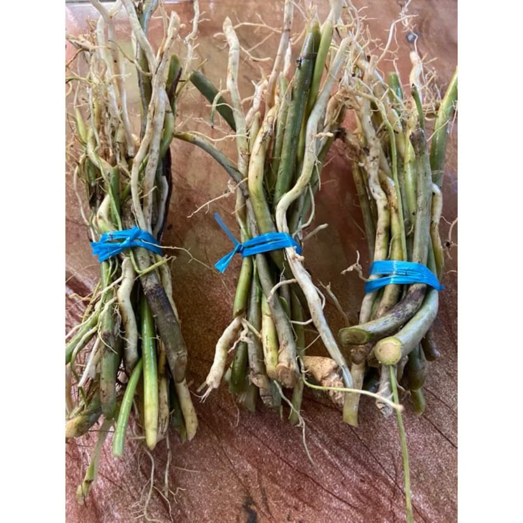 

Akar pandan wangi akar daun pandan