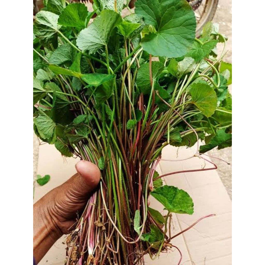 

daun pegagan/antanan SEGAR