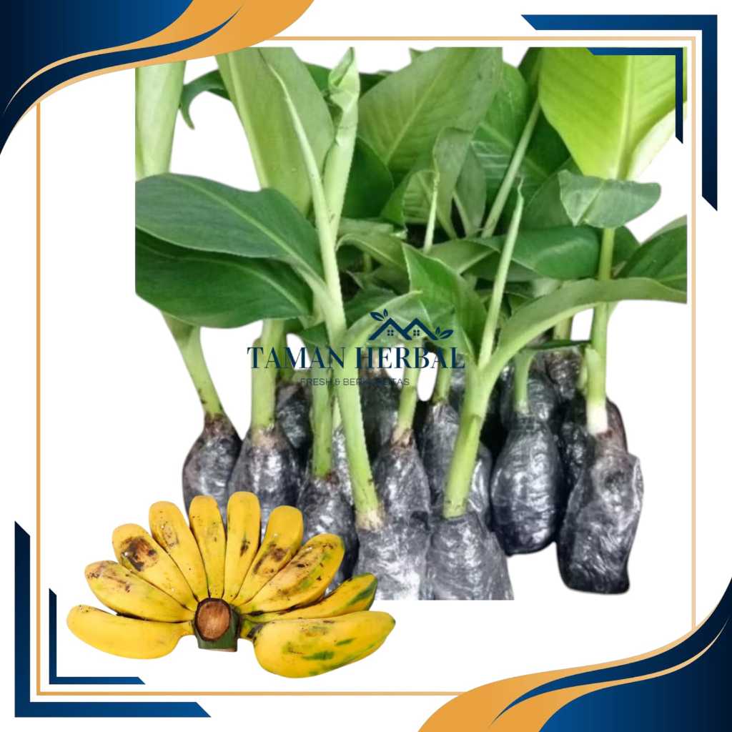 BIBIT UNGGUL JUAL BIBIT PISANG KEPOK TANJUNG - BIBIT POHON PISANG KEPOK TANPA JANTUNG