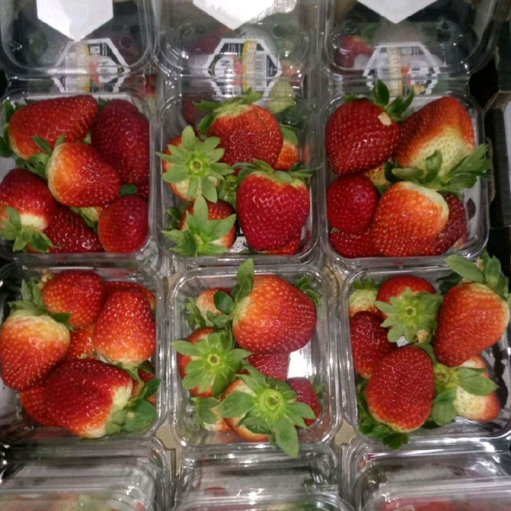 

Buah strawberry import manis Australia 250 gram